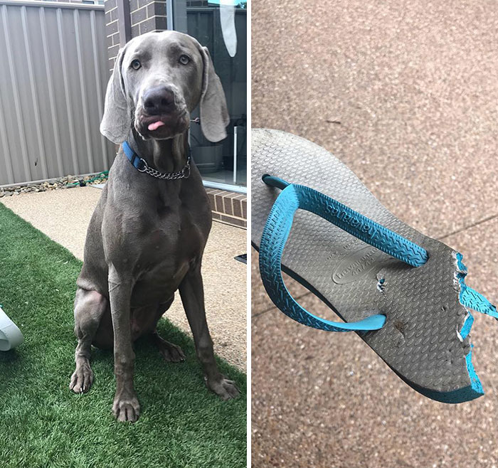 When You Go Hunting Without Your Dog And Get Home To Find He’s Not Happy