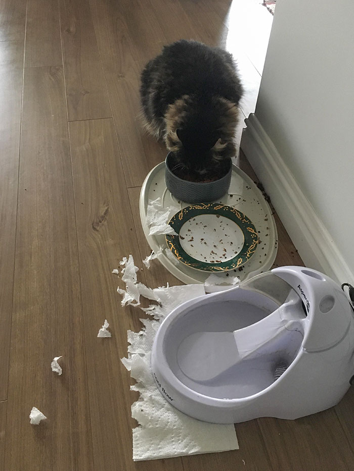 This Jerk Got Mad Because He Wanted More Wet Food After We Went To Bed
