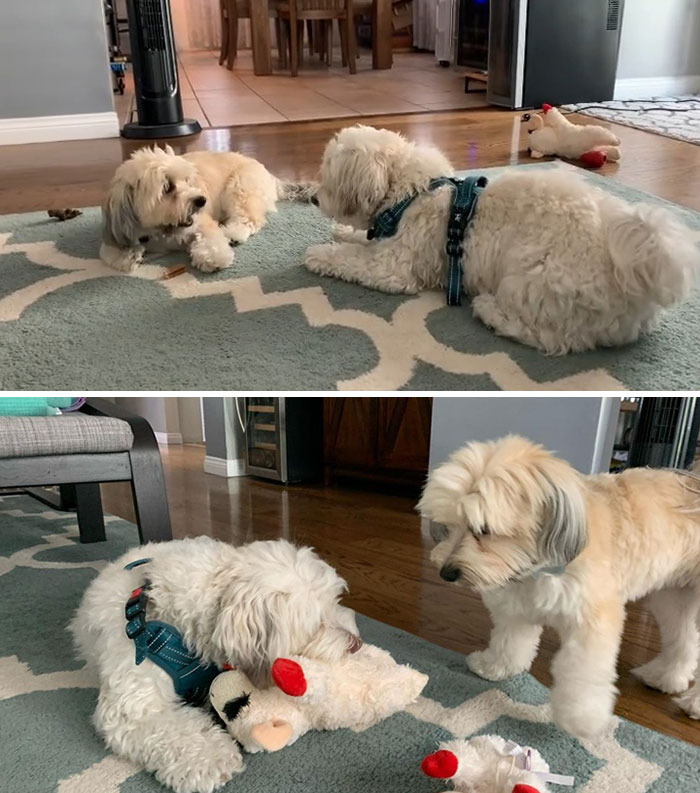 I Took My Cousin's Treat. He Took Revenge By Taking My Mei Mei Toy