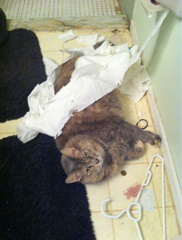 Tiger's Payback For The Sticker