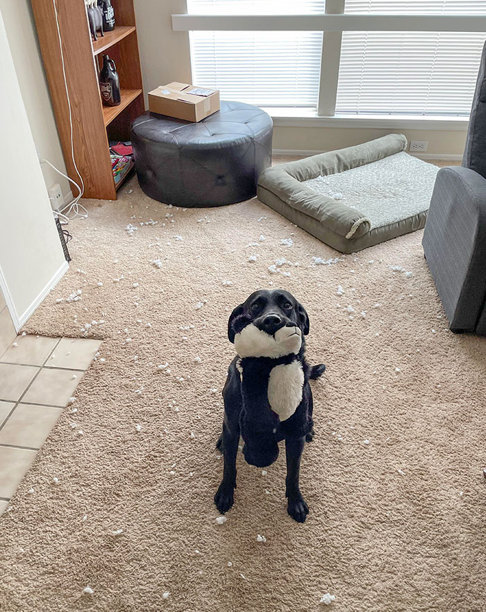 I Got Bored While You Were Taking A Nap