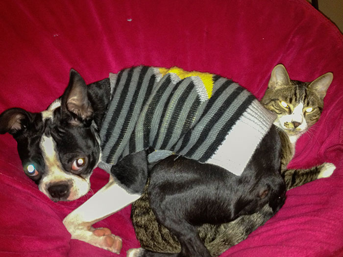 Stolen Dog Beds 2: The Revenge