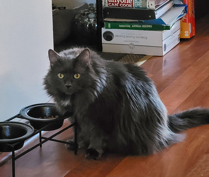 Revenge Is A Dog Dish Best Served Cold (Smush Eating The Dog Food - Our Yorkie Always Goes After Hers)