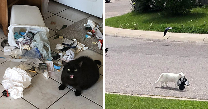 40 Mascotas vengativas tan geniales como divertidas