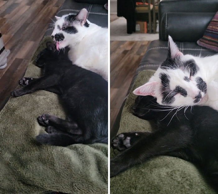 Mi gato de 10 años se sentía solo, así que adopté un gatito para él. Creo que está muy contento