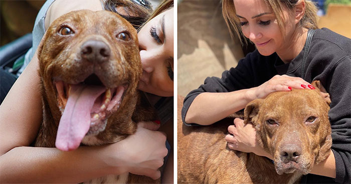 This Pit Bull Was Horrifically Abused For 10 Years Before He Found His Peace When Taken Into The Hands Of Kind-Hearted People