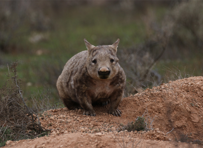 Picture Northern Hairy-Nosed Wombat standing on the ground 