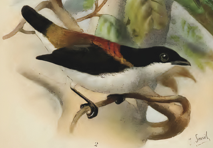 Drawn picture of Cebu Flowerpecker (