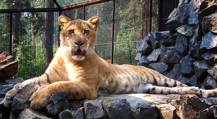 Picture Liger lying in the ground 