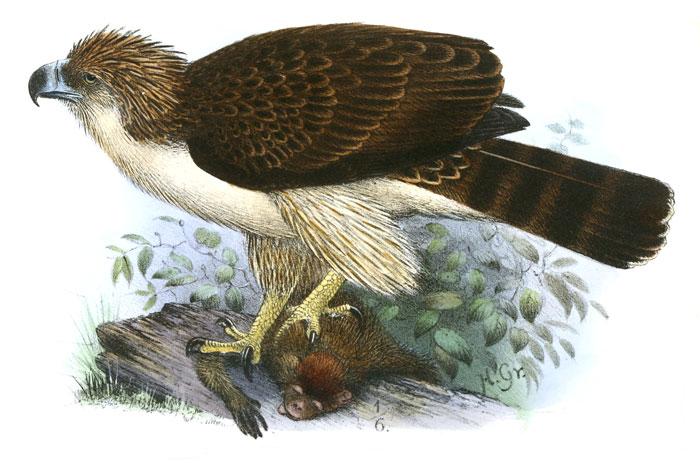 Drawn Philippine Eagle