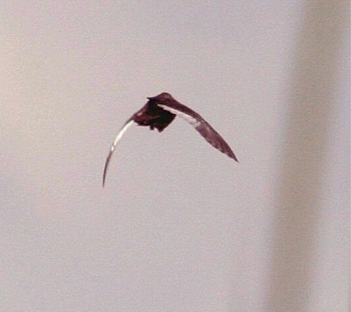Picture of a White-Winged Flufftail flying 