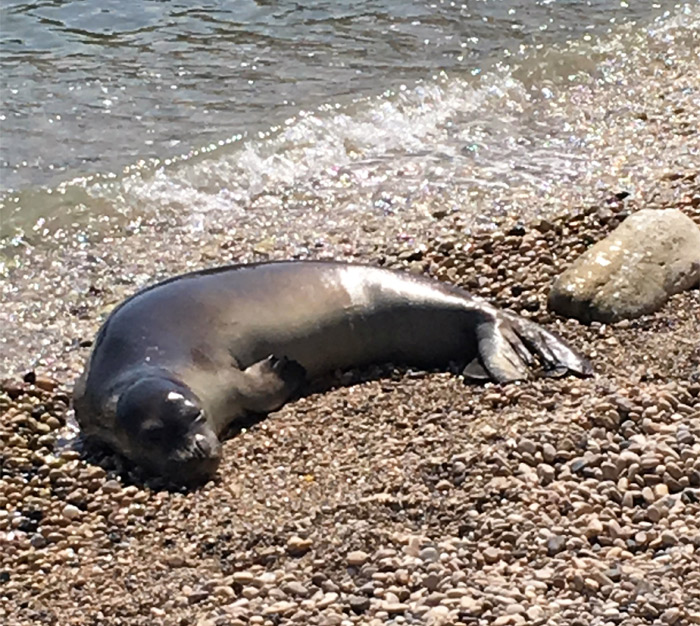 Mediterranean Monk Seal lying on the shore 