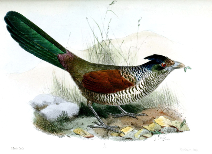 Drawn picture of Banded Ground-Cuckoo