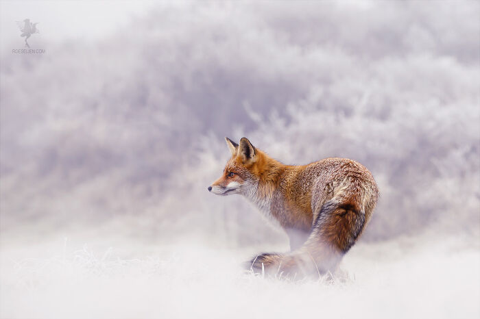 Fox And Hoar Frost