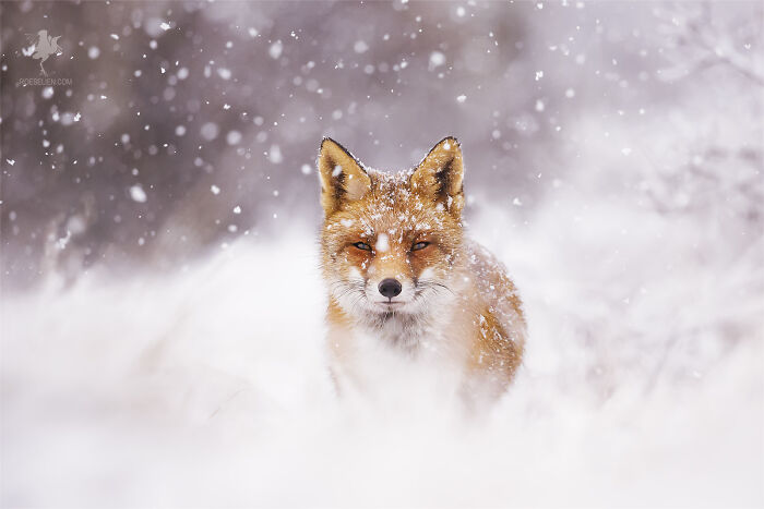 Fox In A Christmas Scene