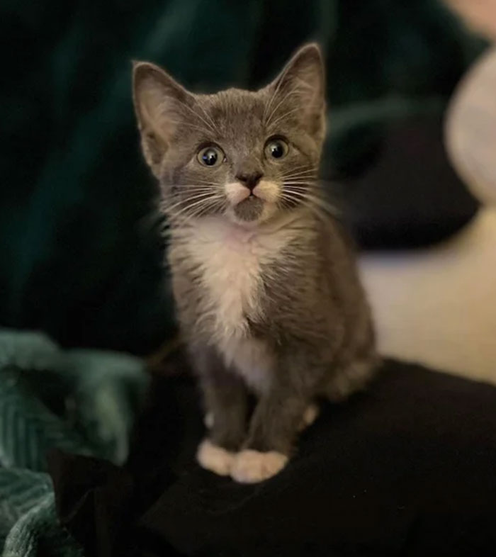 Local Rescue Group Just Adopted Out The Most Polite Looking Kitty!