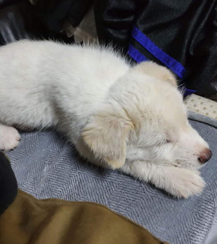 Adopted My First Ever Dawg