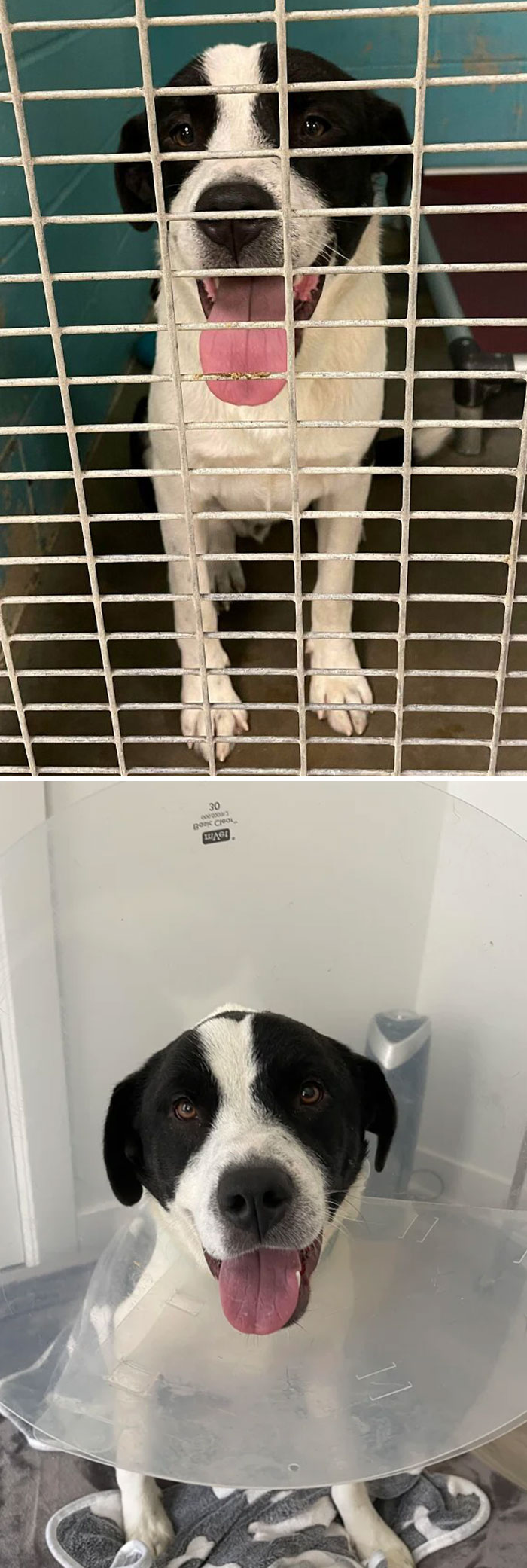 Rescued The Goodest Of Good Boys Today. Meet Po!