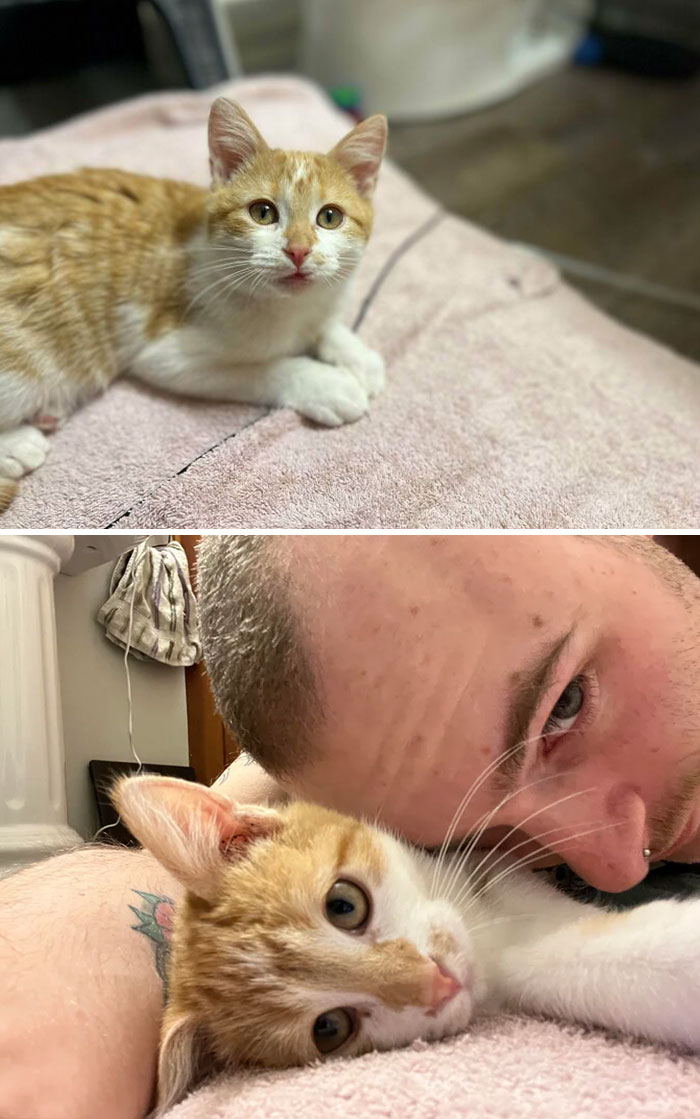 Este guapetón fue arrojado desde la ventanilla de un coche y por suerte alguien lo encontró, vi su anuncio de adopción y fui el primero en preguntar. ¡Os presento a Sushi!