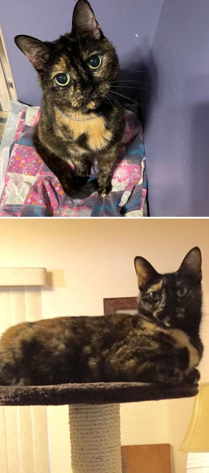 I Adopted A Senior Cat My First Wonder