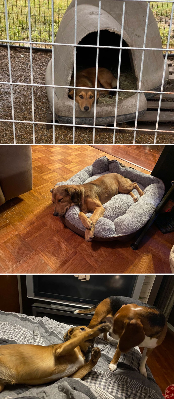 Cruce de Retriever de 8 meses que sufrió abusos. Asustada y triste. La traje a casa. Apenas se movía. Tenía miedo incluso de caminar alrededor de la casa. Bajaba la cabeza cuando se acercaba a acariciarla. Un par de días más tarde con un poco de amor y un Beagle terco que seguía molestandola para jugar y ella es un nuevo perro feliz corriendo libremente