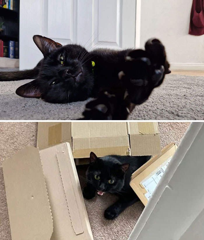 Adopted Name Alfalfa, We Call Him Alfie. Nearly 3 Years Old And He’s Just A Little Smol Boy That Shouts All Of The Time