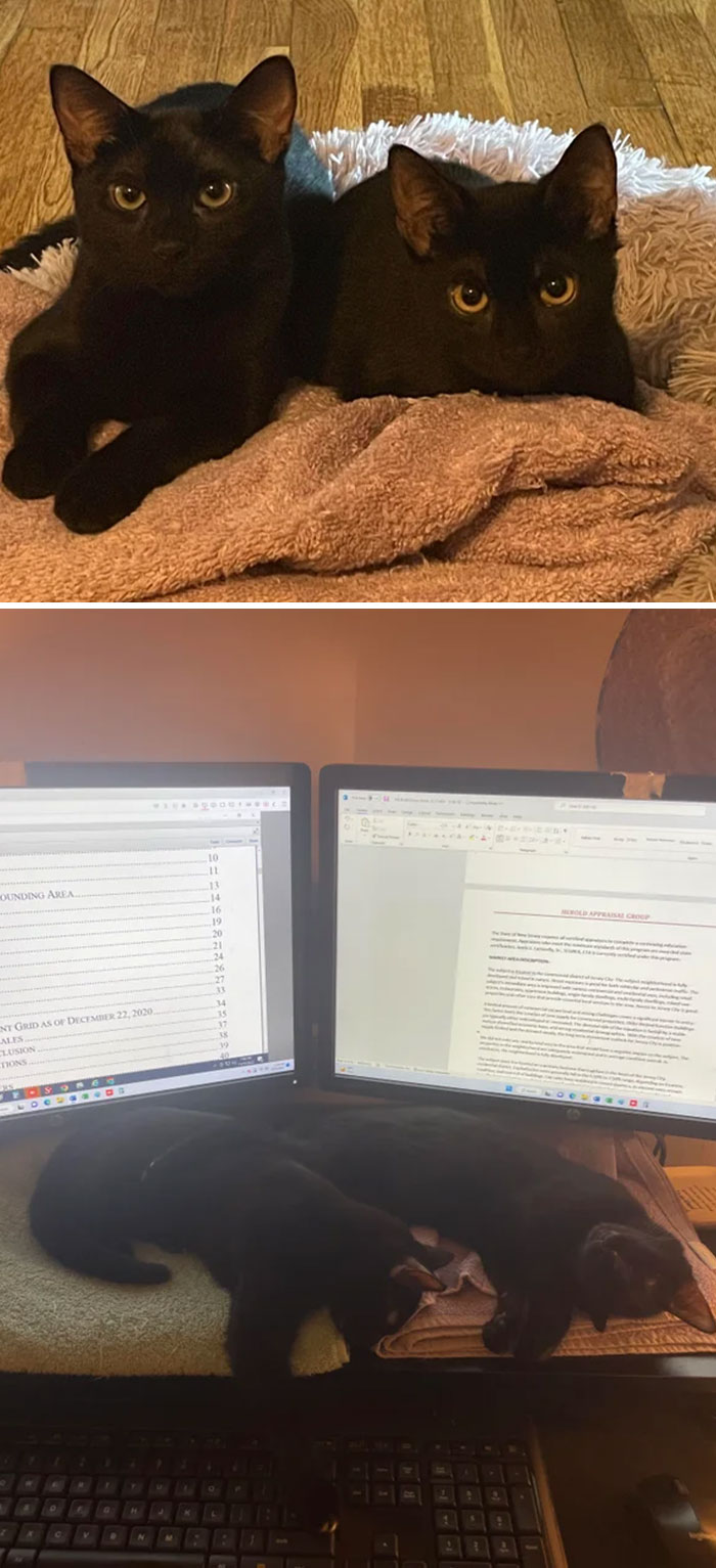 Mi esposa y yo adoptamos a estas dos hermanas recientemente, también conocidas como las que nos eligieron en el refugio de animales. Me encantan los gatos negros