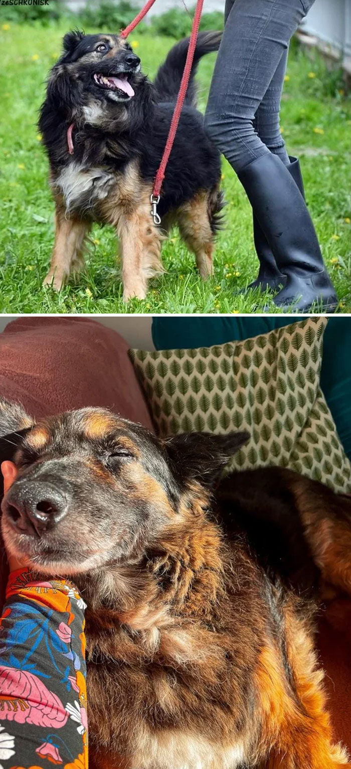 My New Polish Senior Bela - He Was In The Shelter For Years