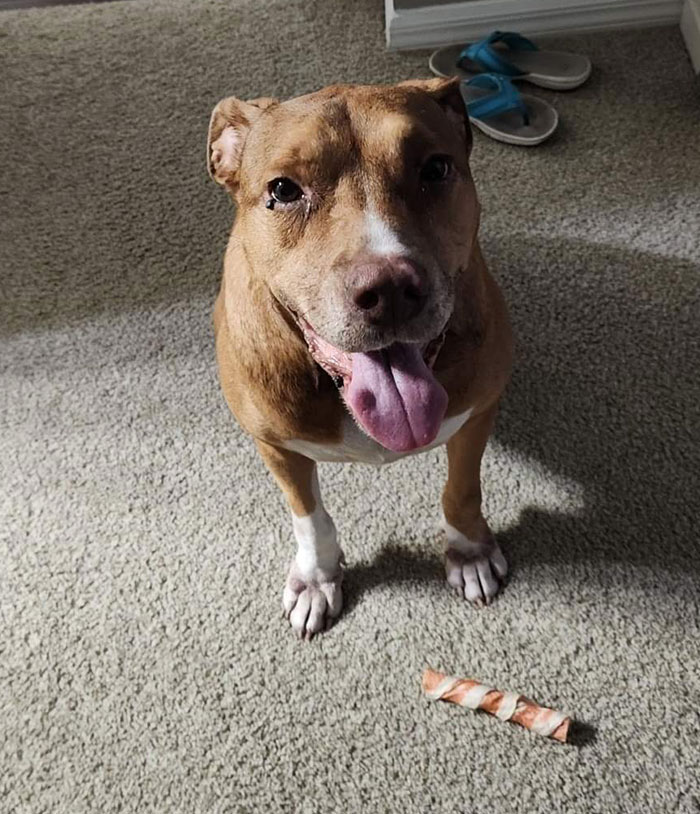 Adopted This Hippo A Couple Days Ago. He'd Been At The Shelter The Second Longest. He Has A Perfect Temperment And I'm So Glad I Got Him!