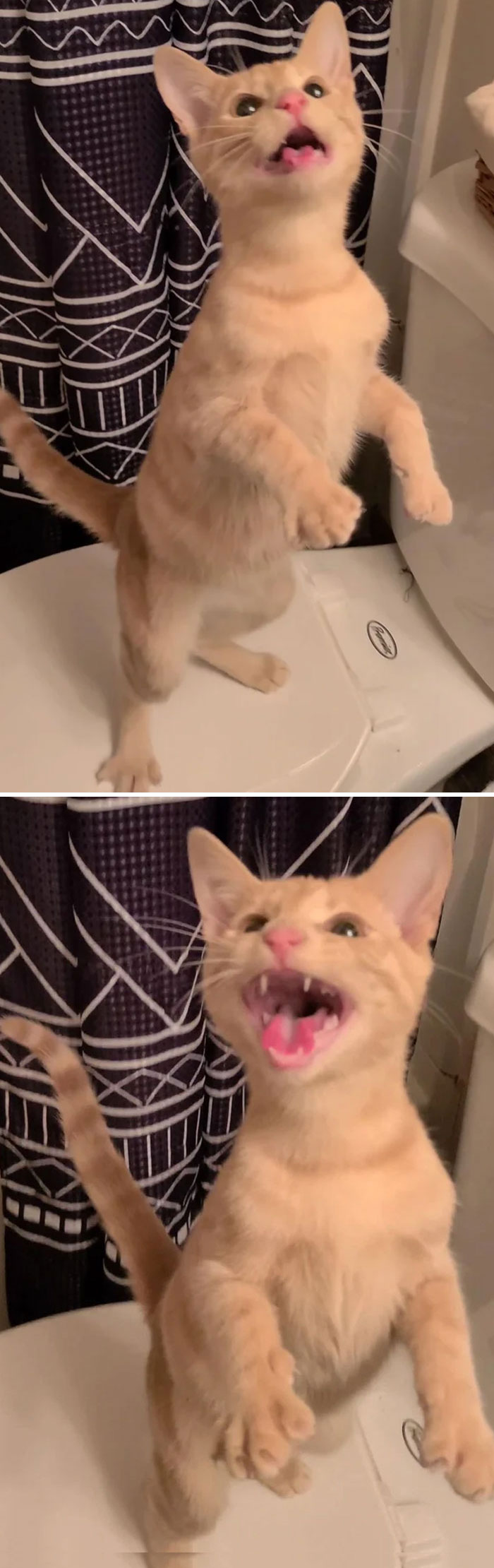 Decidimos darle al gato que mi prometido y yo adoptamos algo de atún para el Día de Acción de Gracias. Entonces entró en lo que cariñosamente llamamos modo duende. Podemos asegurar que lo disfrutó