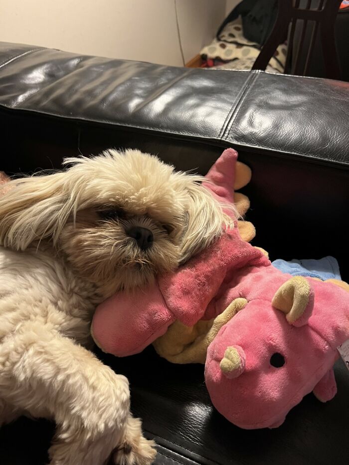 Riley In A Dreamy Half Awake State With His Dinosaur