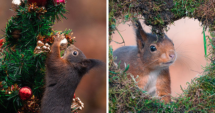 I’ve Spent Six Years Photographing Red Squirrels Interacting With Different Props To Get These Unique Shots (25 Pics)