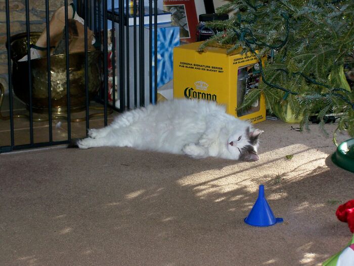 My Cat Tatters (Lived To The Age 22) After My Oldest Grandaughter's First Visit