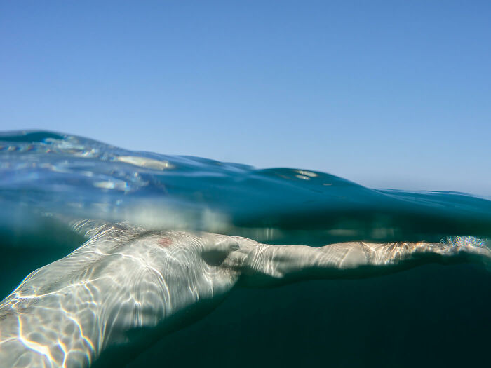 Surfacing © Ann Prochilo