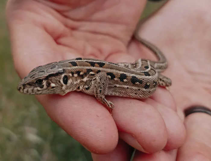 Met This Lizard Outside The City, Released It Safe And Sound