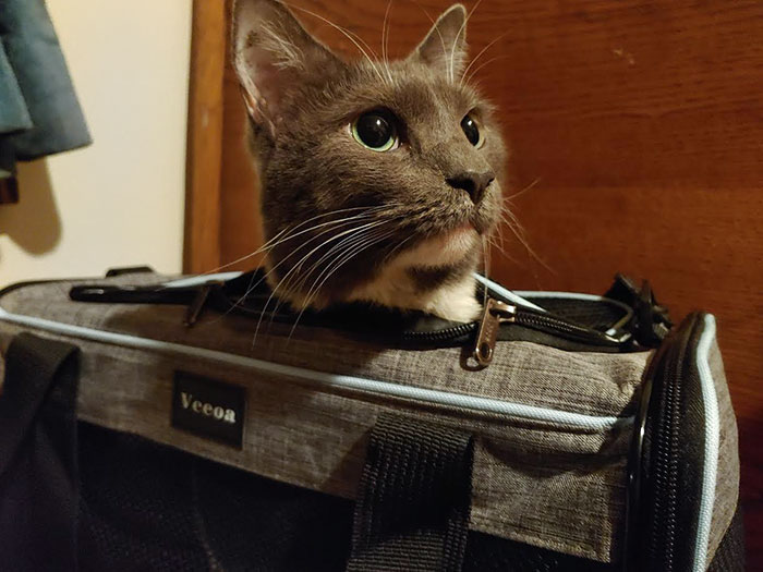 This Is Grandma, A Stray Cat I Found At Work. She Just Had A Christmas Miracle I Could Have Never Anticipated, And Now My Heart Is Full