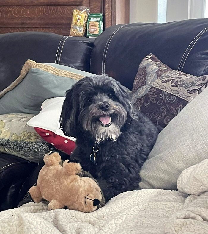 Mi perro está feliz con su nuevo regalo de Navidad