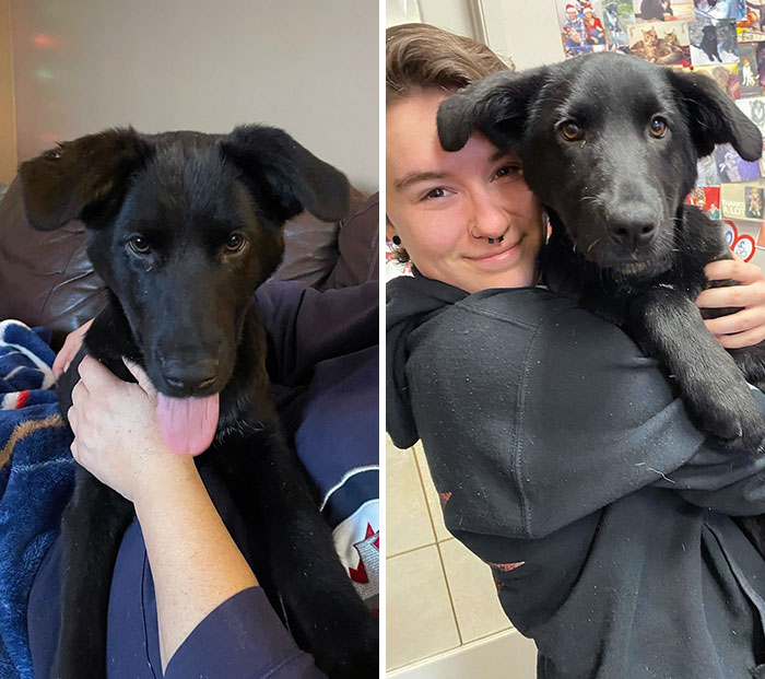 Forever Home For Christmas 