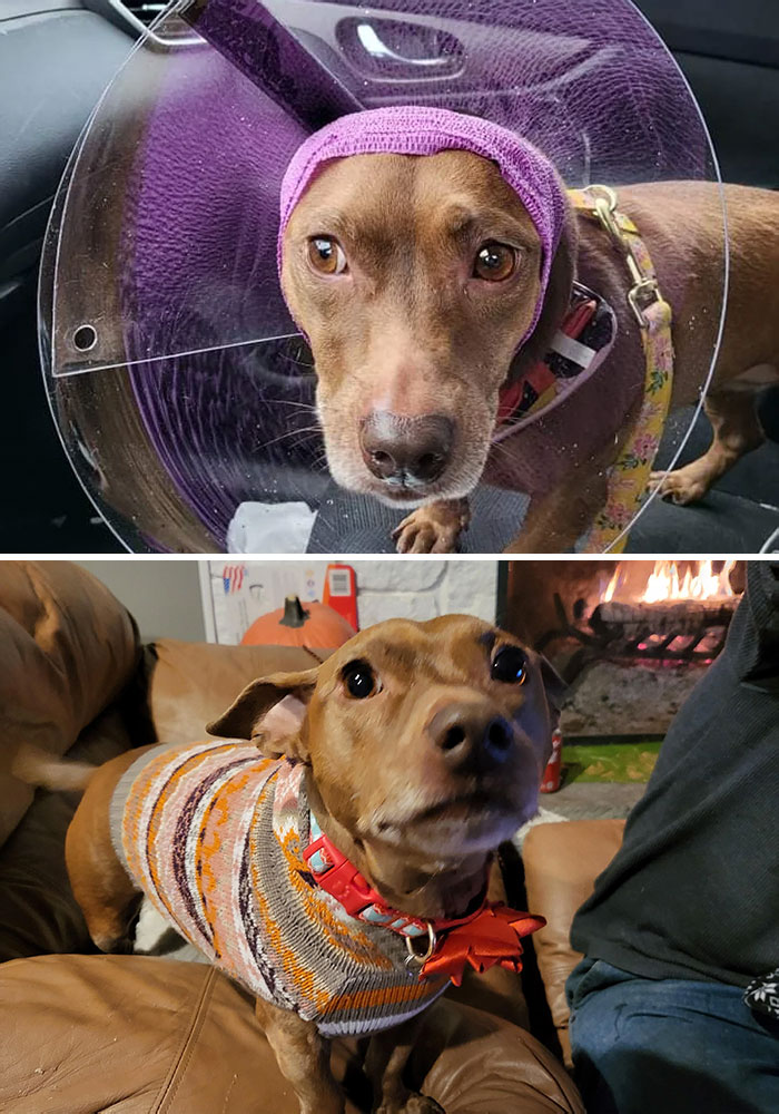 Kiwi está libre de cáncer y de conos en Navidad