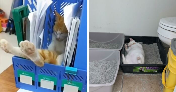 40 Gatos actuando tan raro que no sabemos si están rotos o son así