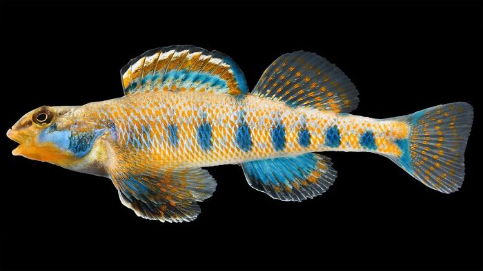 Etheostoma Obama (Named After Obama!)