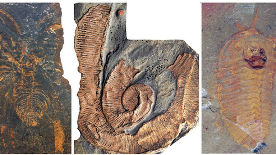 7-Foot-Long Arthropods Commanded The Sea 470 Million Years Ago, 'Exquisite' Fossils Show 7-Foot-Long Arthropods Commanded The Sea 470 Million Years Ago, 'Exquisite' Fossils Show