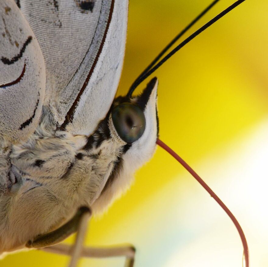 I Take Macro Photos Of The Hidden World Of Insects (10 Pics)