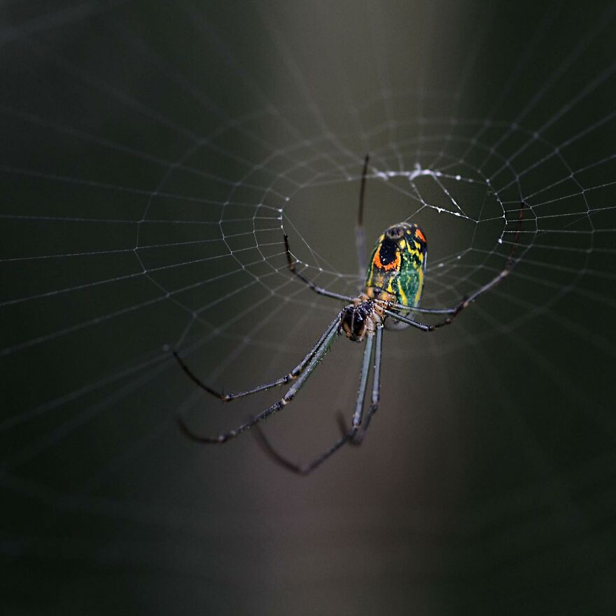 I Take Macro Photos Of The Hidden World Of Insects (10 Pics)