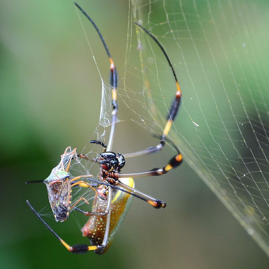 I Take Macro Photos Of The Hidden World Of Insects (10 Pics)