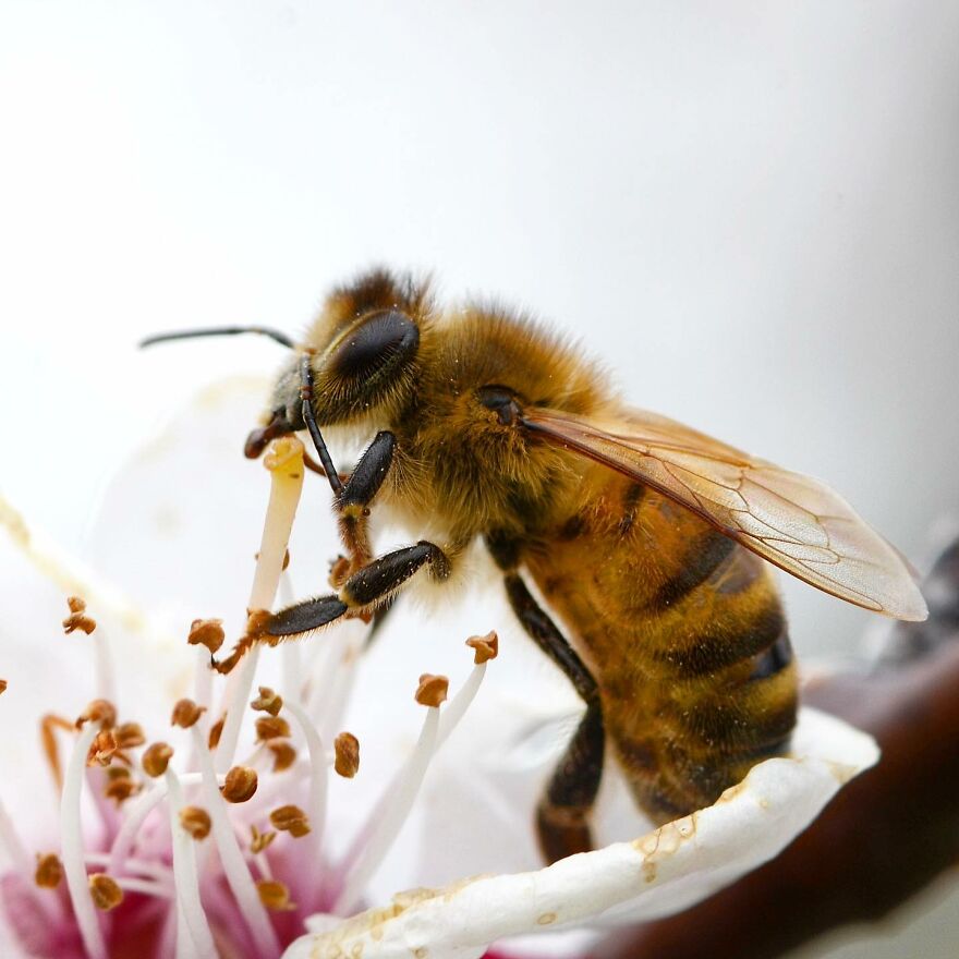 I Take Macro Photos Of The Hidden World Of Insects (10 Pics)