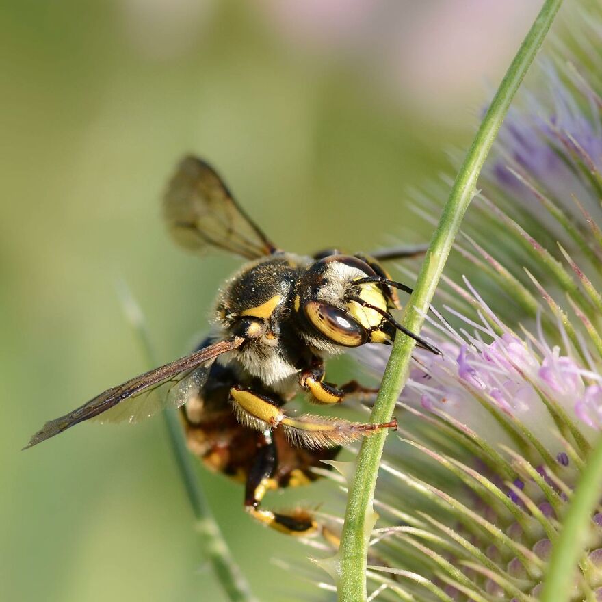 I Take Macro Photos Of The Hidden World Of Insects (10 Pics)