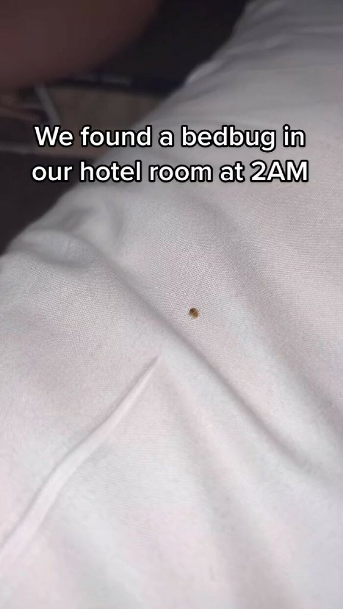Woman Documents Hotel&rsquo;s Brilliant Response After Finding A Single Bedbug In A Room