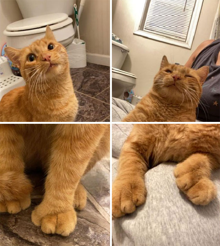 My Bathroom, My Lap, Not My Cat. I Got Home From Work At 6am And This Guy Decided To Follow Me Inside. Oh! And He Has Some Extra Toe Beans