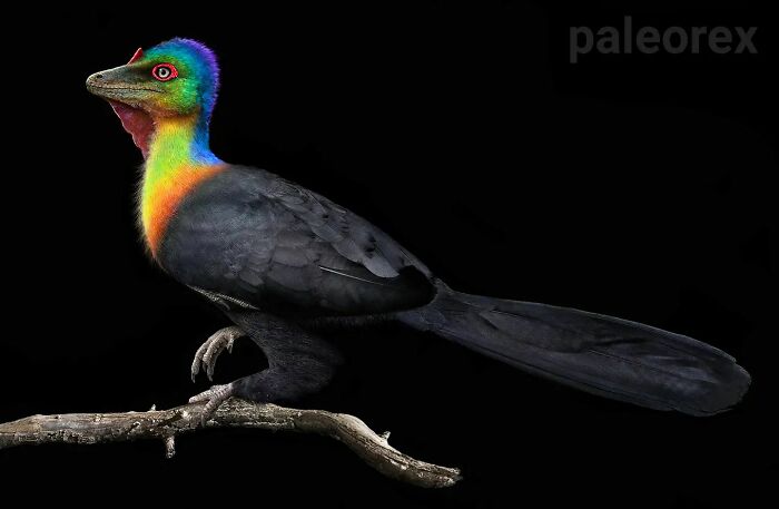 Illustration of a long-extinct animal resembling a black bird with vibrant, colorful feathers on its head and neck.